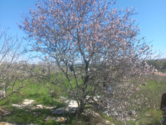 שקד מצוי - צילום של Iddo_3270859 - למטייל בישראל (טיולי) 3