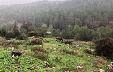 בעקבות המכבים (3)
