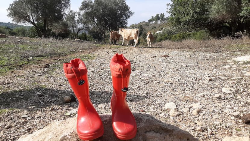 מטיילים במגפיים - 36 שעות בכרמל הירוק: כך גיליתי את הטעמים והצבעים היפים של החורף (1)