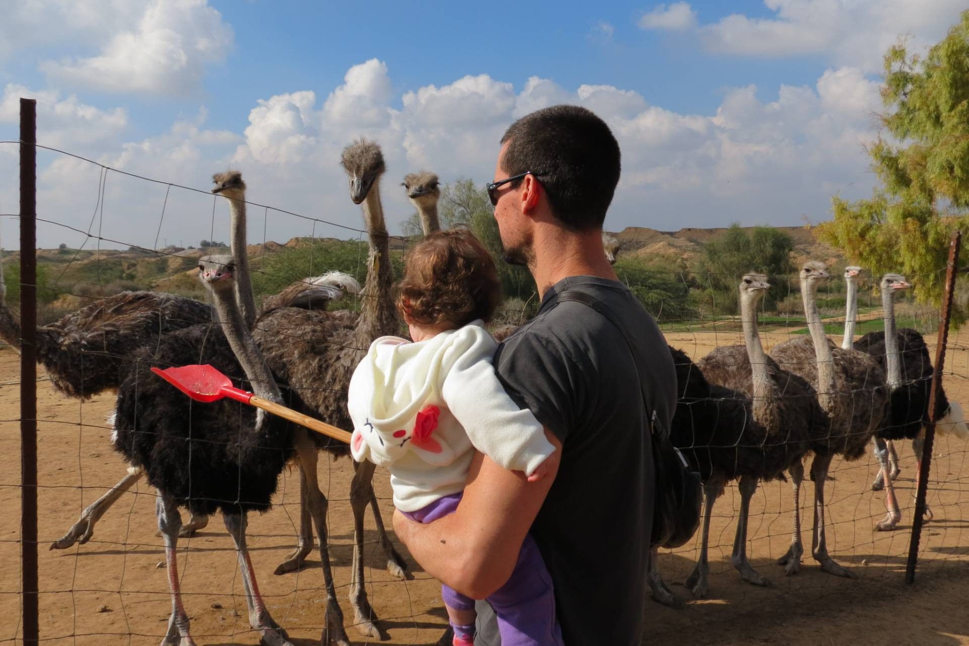 להכיר את העופות הגדולים בעולם | צילום: אל היען