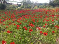 כלנית מצויה - צילום של Iddo_3270859 - למטייל בישראל (טיולי) 5