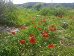 כלנית מצויה - צילום של Iddo_3270859 - למטייל בישראל (טיולי) 4