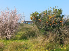 שקד מצוי - צילום של Iddo_3270859 - למטייל בישראל (טיולי) 6