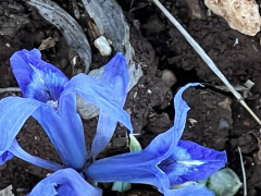 אירוס הסרגל - צילום של אלחי47 - למטייל בישראל (טיולי)