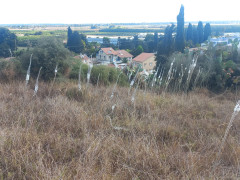 חצב מצוי - צילום של Iddo_3270859 - למטייל בישראל (טיולי) 3