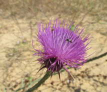 תמונת של חוחן אלכסנדרוני