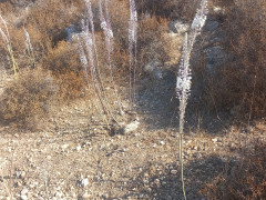 חצב מצוי - צילום של Iddo_3270859 - למטייל בישראל (טיולי) 12