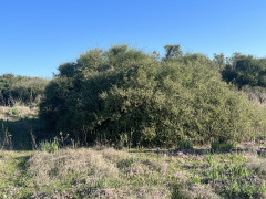 שמשון הדור - צילום של אלחי47 - למטייל בישראל (טיולי) 2