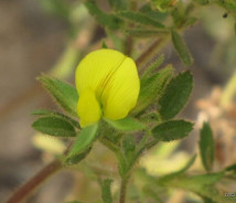 תמונת של שברק דביק