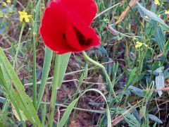 פרג אגסי - צילום של אוהבת הארץ - למטייל בישראל (טיולי)