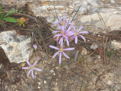 סתוונית היורה - צילום של Iddo_3270859 - למטייל בישראל (טיולי)