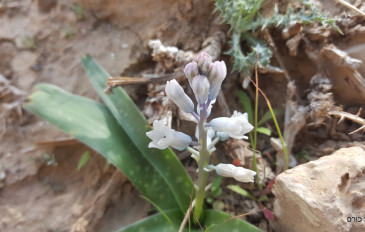זמזומית המדבר (2)