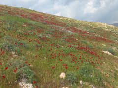 נורית אסיה - צילום של Iddo_3270859 - למטייל בישראל (טיולי) 3