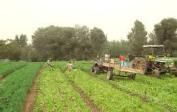 פריתור של סוף יום:  על מעיינות שופעים, מצביאים ונזירים שתקנים - מלטרון לפארק איילון (קנדה) (3)