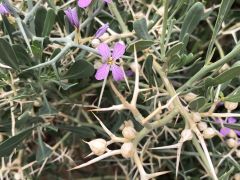 סילון קוצני - צילום של אלחי47 - למטייל בישראל (טיולי)