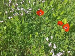 כלנית מצויה - צילום של Iddo_3270859 - למטייל בישראל (טיולי) 5