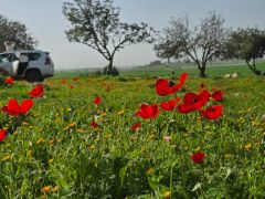 אירוס ארץ-ישראלי - צילום של נוגה_3924854 - למטייל בישראל (טיולי) 2