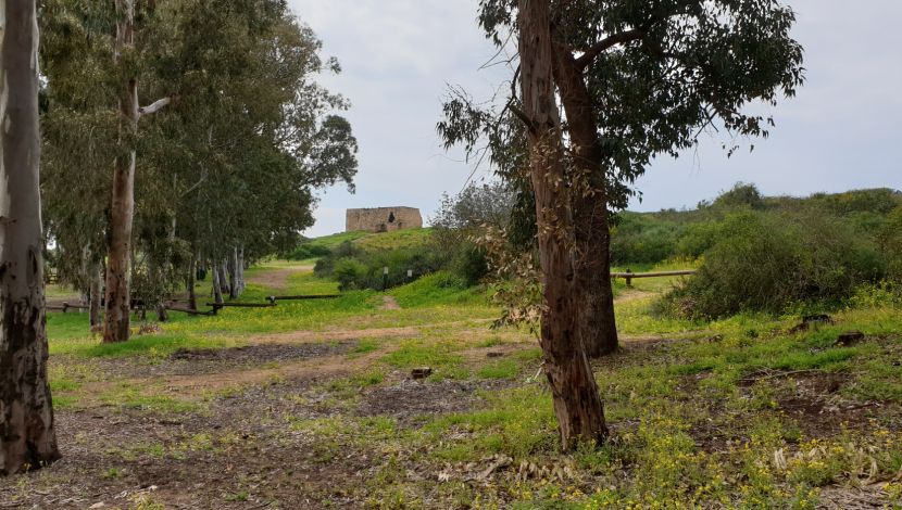 טיול פריחה בחרבת סמרה ונחל אלכסנדר - פריטור כלניות ואירוסים לבנים בנחל אלכסנדר (1)