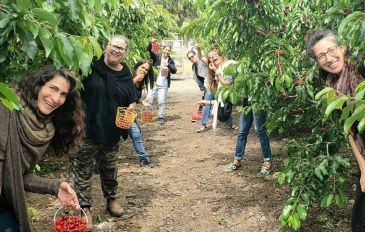 פסטיבל הדובדבנים בגולן: כל המקומות לקטיף עצמי ברמה (2)