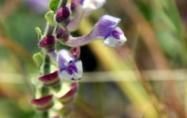 קערורית סגולה (3)