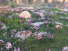 רקפת מצויה - צילום של Iddo_3270859 - למטייל בישראל (טיולי) 6