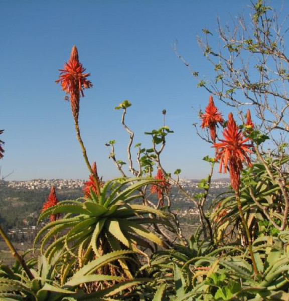 תמונה של שביל גלעד שליט - למטייל בישראל (טיולי)