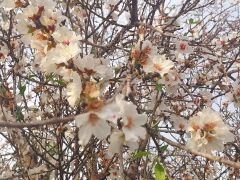שקד מצוי - צילום של אוהבת הארץ - למטייל בישראל (טיולי) 2