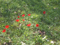 כלנית מצויה - צילום של Iddo_3270859 - למטייל בישראל (טיולי) 2