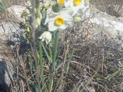 נרקיס מצוי - צילום של Iddo_3270859 - למטייל בישראל (טיולי) 6