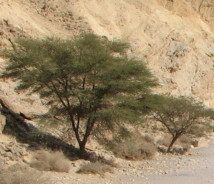 תמונת של שיטת הנגב