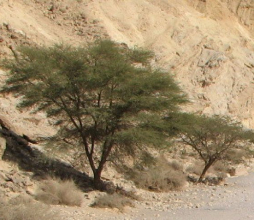 תמונה של שיטת הנגב - למטייל בישראל (טיולי)