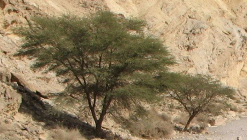 שיטת הנגב (1)