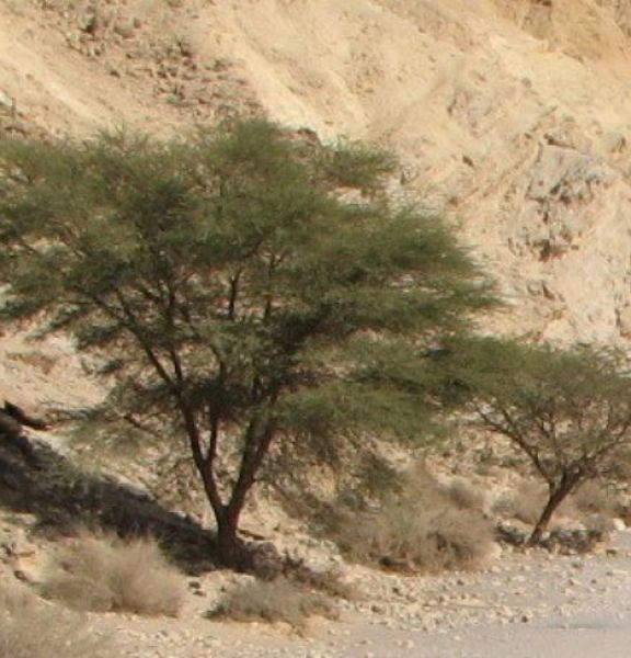 תמונה של שיטת הנגב - למטייל בישראל (טיולי)