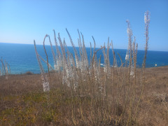 חצב מצוי - צילום של Iddo_3270859 - למטייל בישראל (טיולי) 5