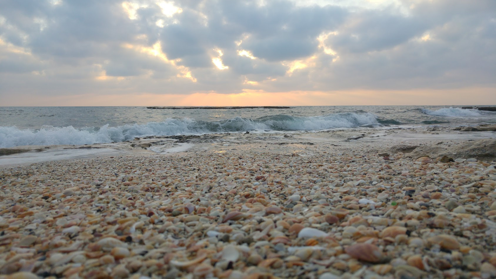 שמיכה של צדפים מכסה את החוף | צילום: איתי דר