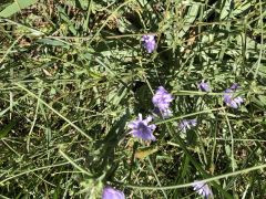 עולש מצוי - צילום של אלחי47 - למטייל בישראל (טיולי) 2