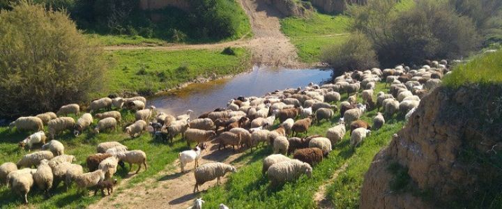 חוות הדקלים (1)