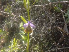 דבורנית גדולה - צילום של Iddo_3270859 - למטייל בישראל (טיולי) 4