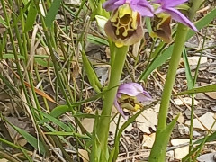 דבורנית גדולה - צילום של Iddo_3270859 - למטייל בישראל (טיולי) 9