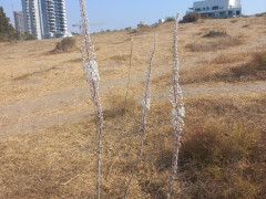 חצב מצוי - צילום של Iddo_3270859 - למטייל בישראל (טיולי) 4
