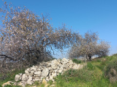 שקד מצוי - צילום של Iddo_3270859 - למטייל בישראל (טיולי) 4