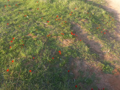 כלנית מצויה - צילום של Iddo_3270859 - למטייל בישראל (טיולי)