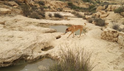 תמונה של בורות לוץ - למטייל בישראל (טיולי)