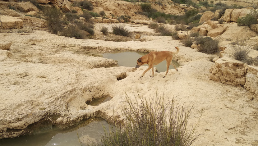 בורות לוץ (1)