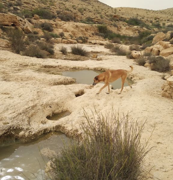 תמונה של בורות לוץ - למטייל בישראל (טיולי)