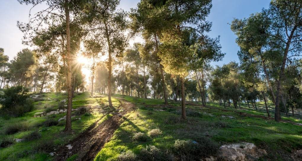 צילום: באדיבות ארכיון הצילומים של קק”ל