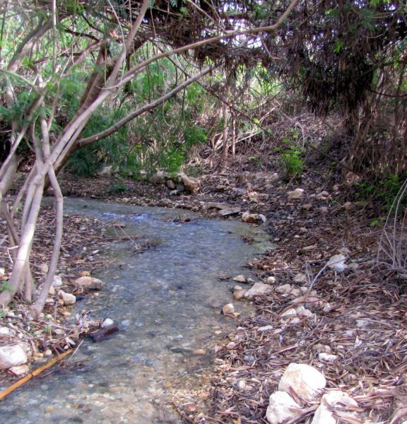 תמונה של השביל הרטוב בפארק המעיינות: מעין שוקק לבריכת הטחנה - למטייל בישראל (טיולי)