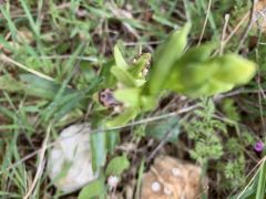 דבורנית דינסמור - צילום של אלחי47 - למטייל בישראל (טיולי)