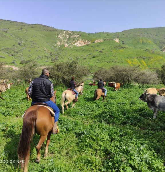 תמונה של חוות שביט: רכיבה על סוסים - למטייל בישראל (טיולי)