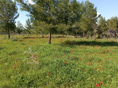 כלנית מצויה - צילום של Iddo_3270859 - למטייל בישראל (טיולי)